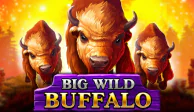 Big Wild Buffalo